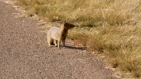 a slender mongoose walks along the road and stands up briefly in a wildlife park in africa