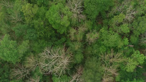 Antena-De-Bush-Park-Forest-En-Houston,-Texas