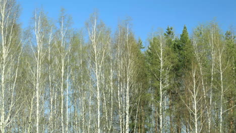 birch trees dolly shot