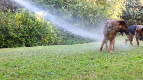 Toma-Cinematográfica-En-Cámara-Lenta-De-Dos-Perros-Interactuando-Con-Agua-Rociada-Desde-Una-Manguera-A-Alta-Presión,-Pastor,-Perros,-Cámara-Lenta