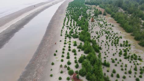 Árboles-Jhau-Como-Terraplén-Natural-Para-Tormentas-Y-Ciclones-A-Lo-Largo-De-La-Playa