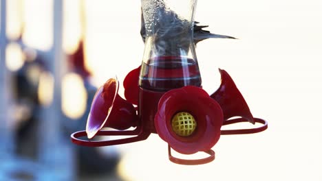 a confused male house finch tries to figure out how to drink from a backyard hummingbird feeder