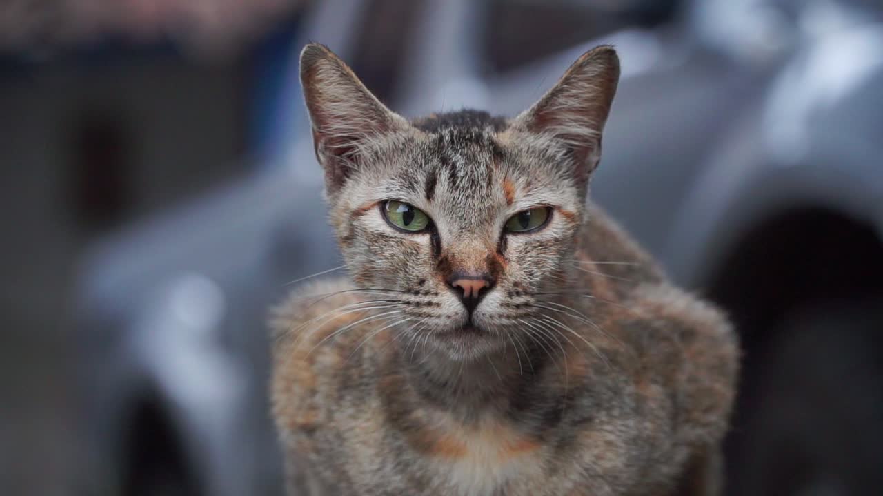 Gatto grigio seduto all'aperto che guarda in camera.
