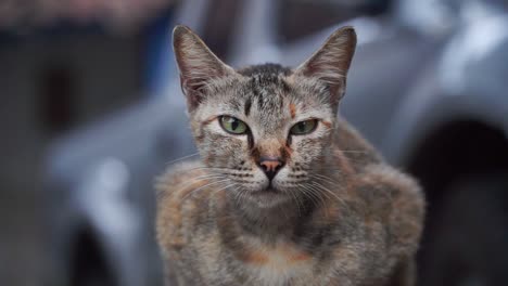 gato gris sentado afuera mirando a la cámara