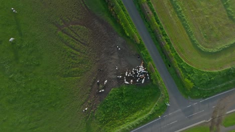 Toma-Aérea-Giratoria-De-Un-Rebaño-De-Vacas