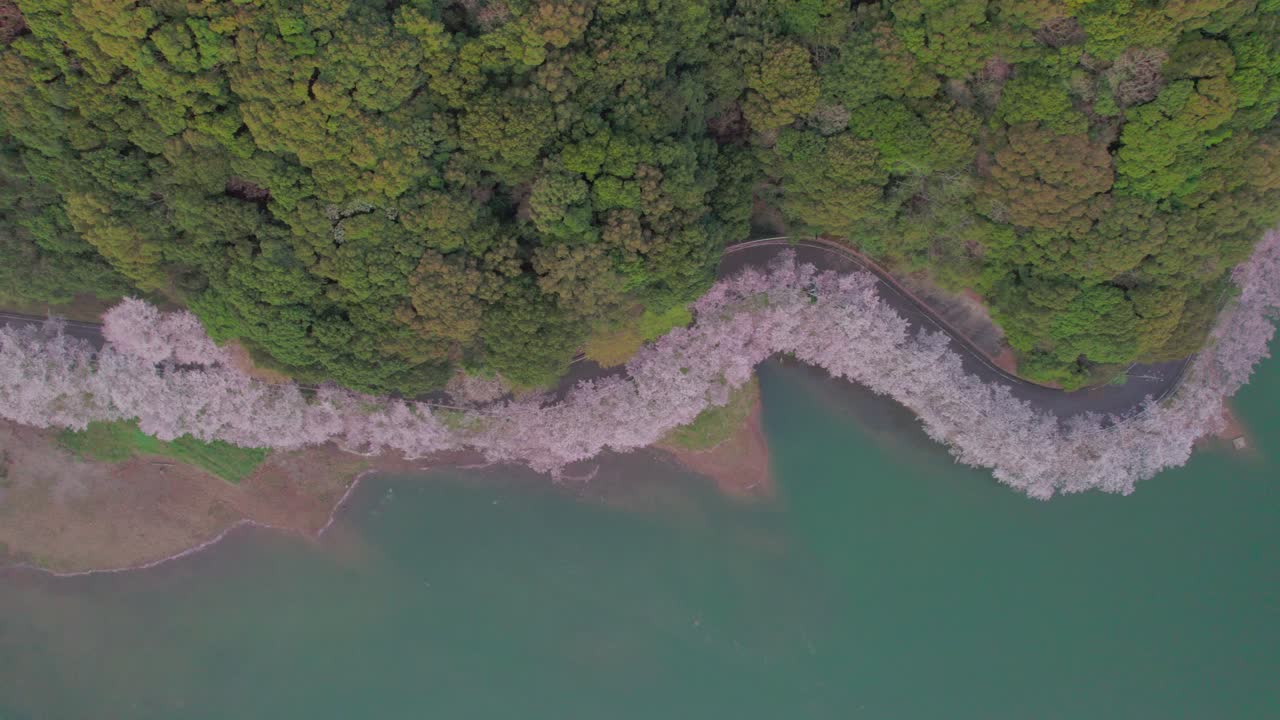 полет над плотиной нюаки во время сезона цветущих вишней в префектуре сага, кюсю, япония
