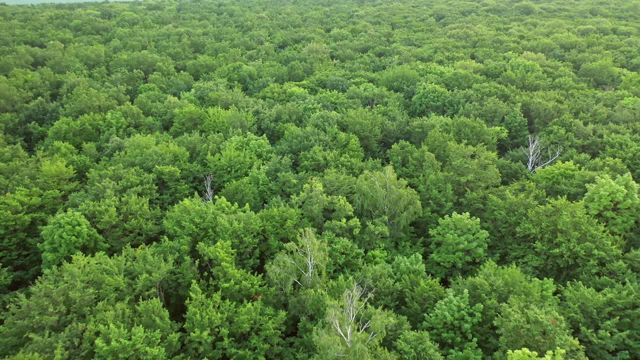 Drone view on green woodland. Summer forest from bird's fly view on the tops of trees. Camera moves forward.