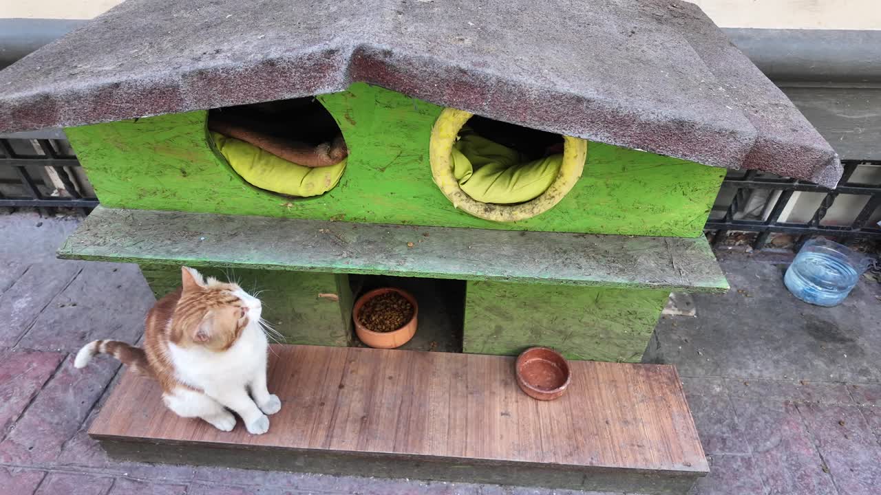 Cat in front of its outdoor house