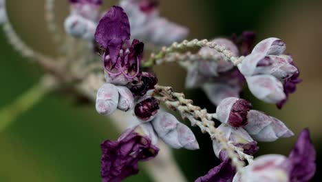 flor púrpura con hormiga