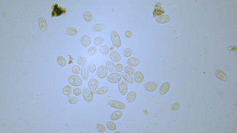 Paramecium-single-cell-organisms-in-microscope-bright-field