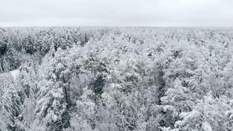 top view of the winter forest. aerial survey.