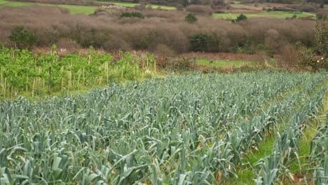 Wide-angle-of-crops-lined-up-in-field-on-vegetable-farm