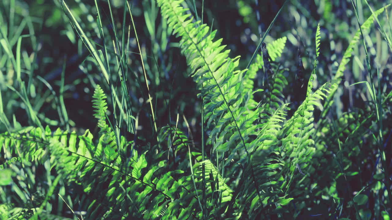 Lush green ferns thrive under sunlight in a serene forest setting