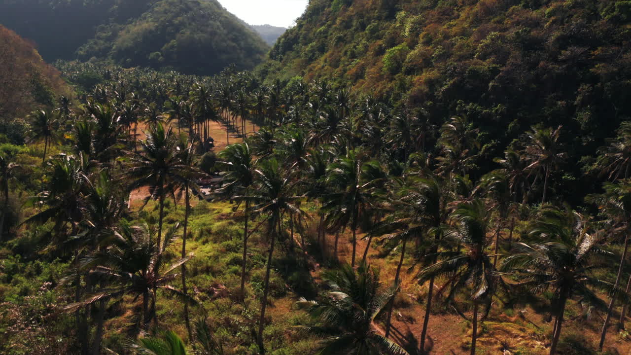 campo de palmeras entre las montañas en bali, isla de nusa penida
