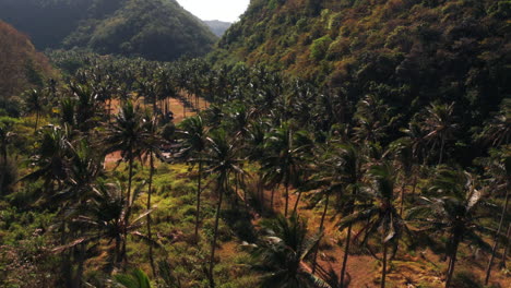 Palm-tree-field-between-mountains-in-Bali,-Nusa-Penida-island