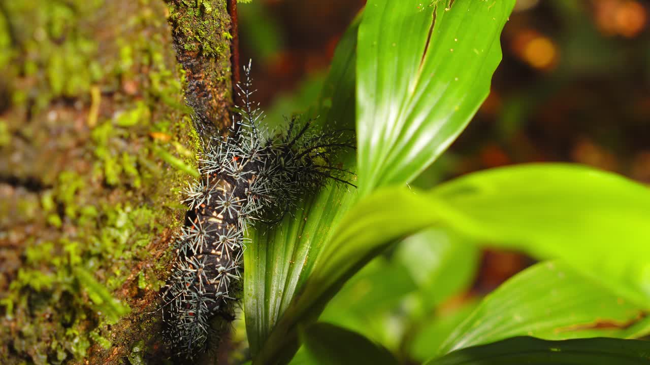 On mossy bark in Peru’s rainforest, a venomous moth caterpillar inches forward in close detail around leaves