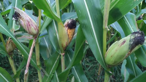 Spinne-Auf-Einem-Blatt-Von-A