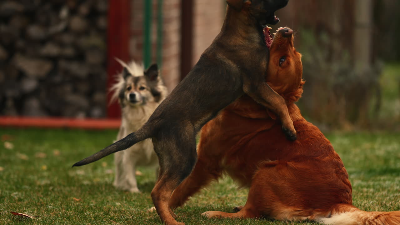 un cachorro belga malinois jugando con un perro golden retriever y un border collie ladrándoles