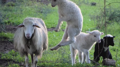 playful lamb jumping in the air next to ewe and two cute lambs outside in sardinia, italy