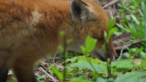 Cute-red-fox-cub-stands-in-the-grass-and-looks-at-the-camera