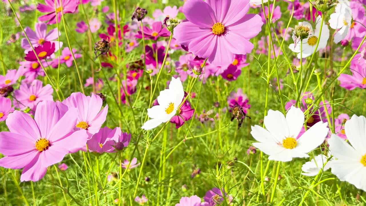 緑豊かな庭園に咲く鮮やかなコスモスの花