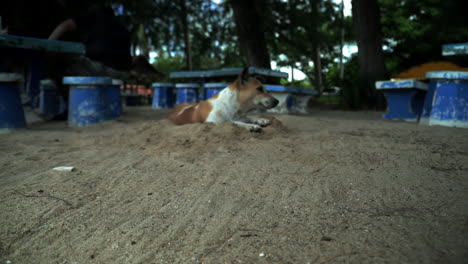 Dog-lying-on-the-beach-and-looking-around