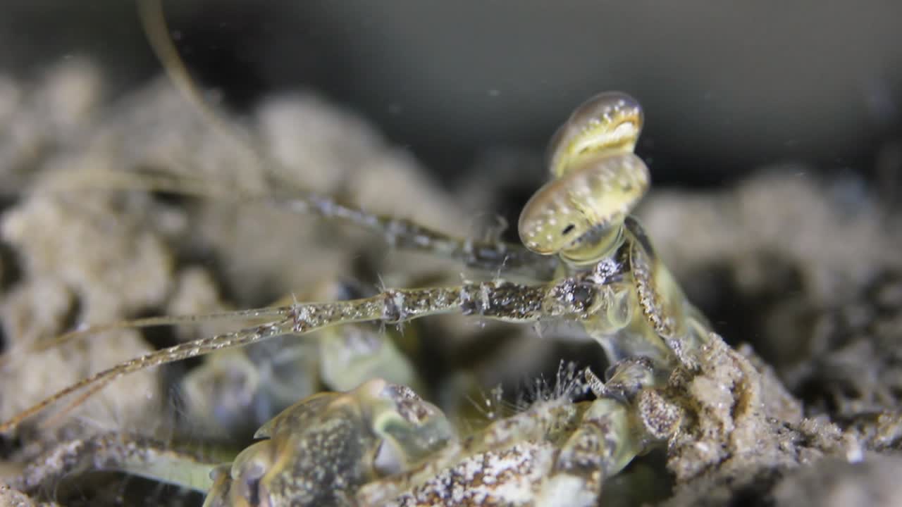 자연 환경에서 촬영된 해양 생물