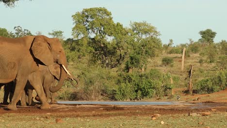 Una-Manada-De-Elefantes-Llegando-A-Un-Abrevadero-Y-Bebiendo-En-El-Parque-Nacional-Kruger