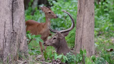 Der-Eldhirsch-Ist-Aufgrund-Von-Lebensraumverlust-Und-Jagd-Eine-Vom-Aussterben-Bedrohte-Art