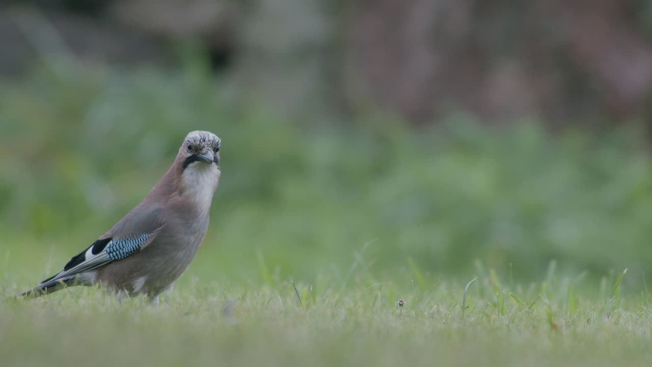 arrendajo euroasiático recogiendo bellotas para el invierno y se las traga