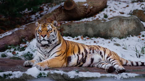 Tigre-Siberiano-Macho-O-Tigre-Amur-Relajante-Tumbado-En-El-Suelo-Cubierto-De-Nieve-En-Invierno