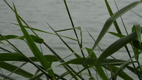 Gras-Mit-Hintergrund-Des-Flusses-2