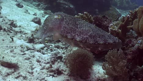 big cuttlefish swimming over coral reef and changing color