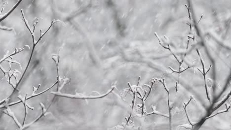 tree branches on the background of snowfall. flakes of snow falling down winter landscape.