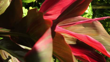 slow motion dolly shot of hanjuang a red ornamental plant from asia of bali indonesia in the jungle of ubud