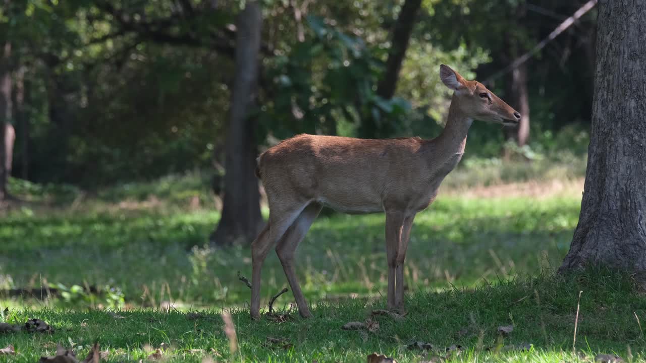 ciervo de eld, hembra, panolia eldii, santuario de vida silvestre huai kha kaeng, tailandia