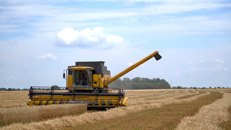 Harvester machine in yellow grain field. Combine harvester agricultural machine harvesting golden ripe wheat field
