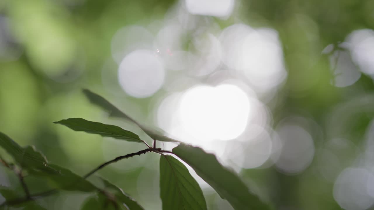 숲 속의 나무 잎의 근접.