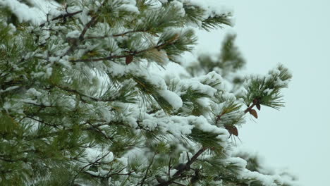 Nieve-Cayendo-Sobre-Y-Alrededor-De-La-Playa,-Pinos-Blancos-Siempreverdes,-Durante-Un-Día-De-Invierno-En-Maine