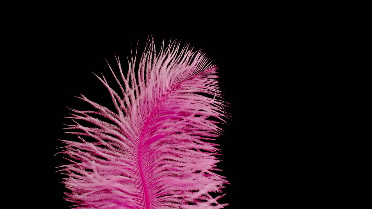 Pink Ostrich Feather on Black Background