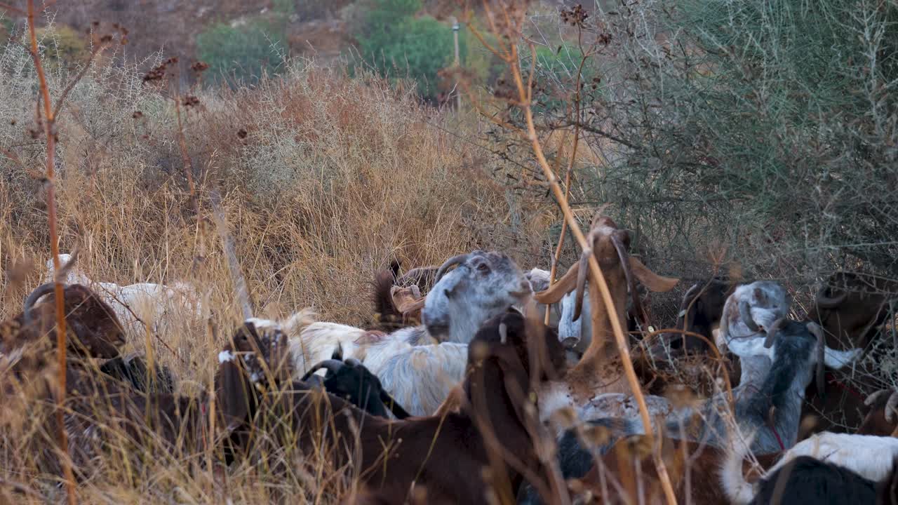 Herd of Goats Grazing in a Dry Field