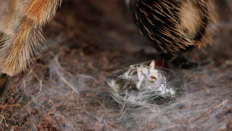 Mexikanische-Rotknie-Vogelspinne-Wickelt-Beute-Mit-Spineretts-Ins-Netz---Nahaufnahme-Makro---Zeitraffer