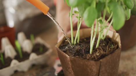 Video of herbs pouring with watering can