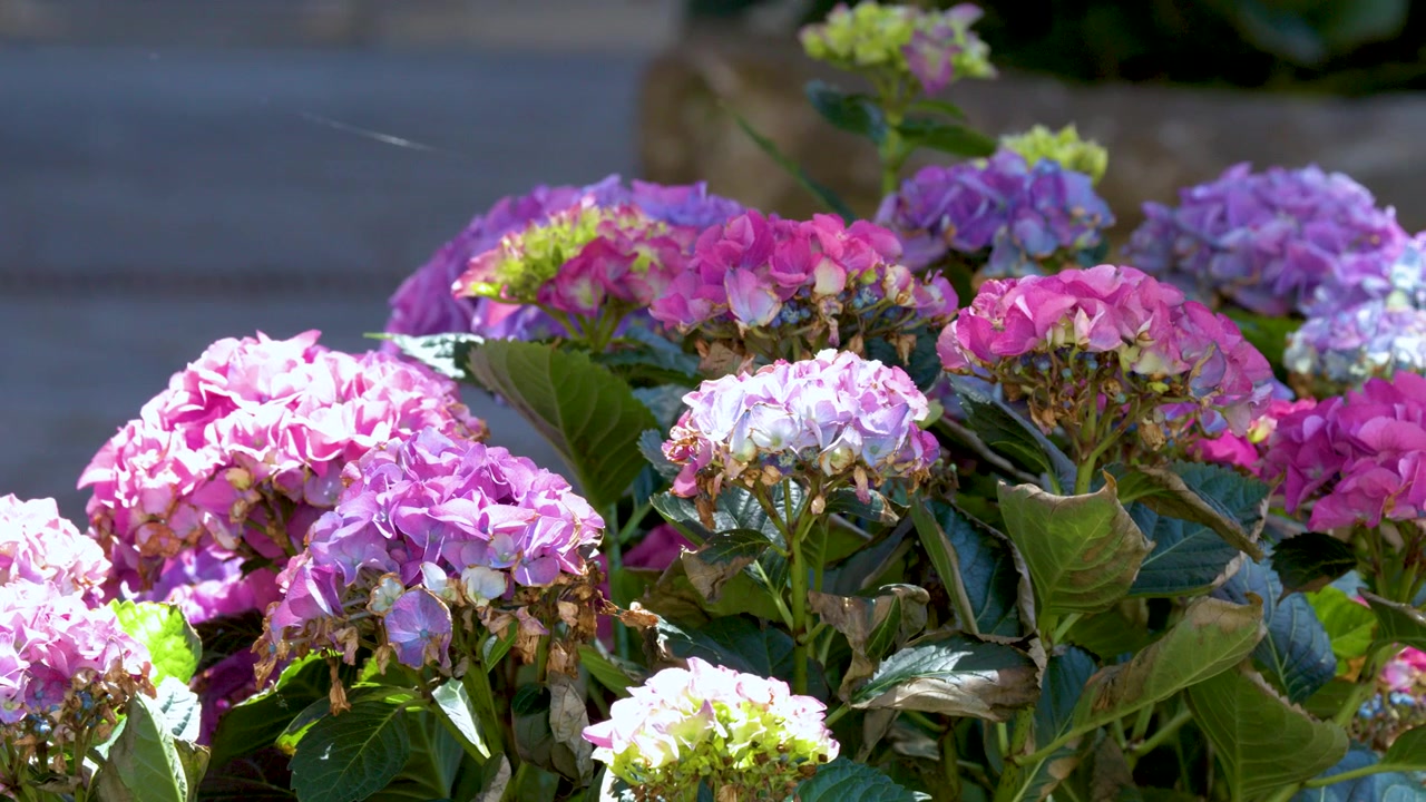 Vibrant hydrangea macrophylla blossoms sway gently in bright sunlight within a lush Mediterranean garden.