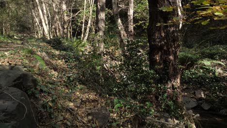 Fluss-Hinter-Gras-Im-Wald