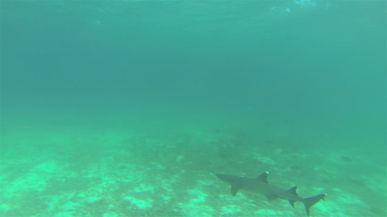 pov de tiburón de punta blanca nadando en la isla de santiago en el parque nacional galápagos ecuador