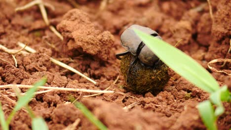 Slow-motion-Dung-beetle-close-up-prepares-a-small-ball-of-dung-and-starts-to-roll-it-away-over-uneven-red-dirt-ground