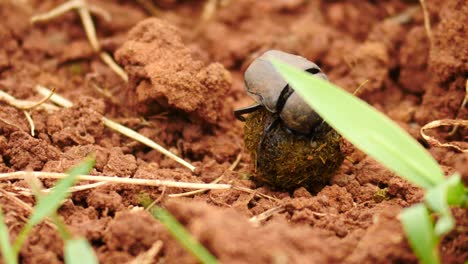 el primer plano del escarabajo pelotero en cámara lenta prepara una pequeña bola de estiércol y comienza a rodarla sobre un suelo irregular de tierra roja