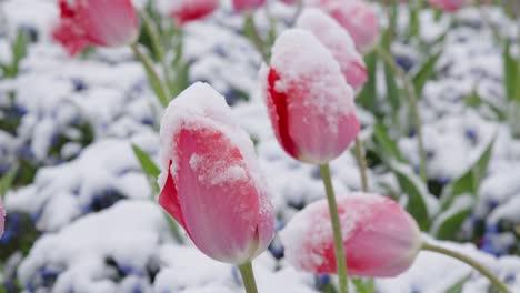 flores de tulipanes rosas bajo la nieve a finales de primavera