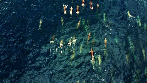 Top-View-Of-A-Spinner-Dolphins-Swimming-On-The-Blue-Ocean---Aerial-Shot